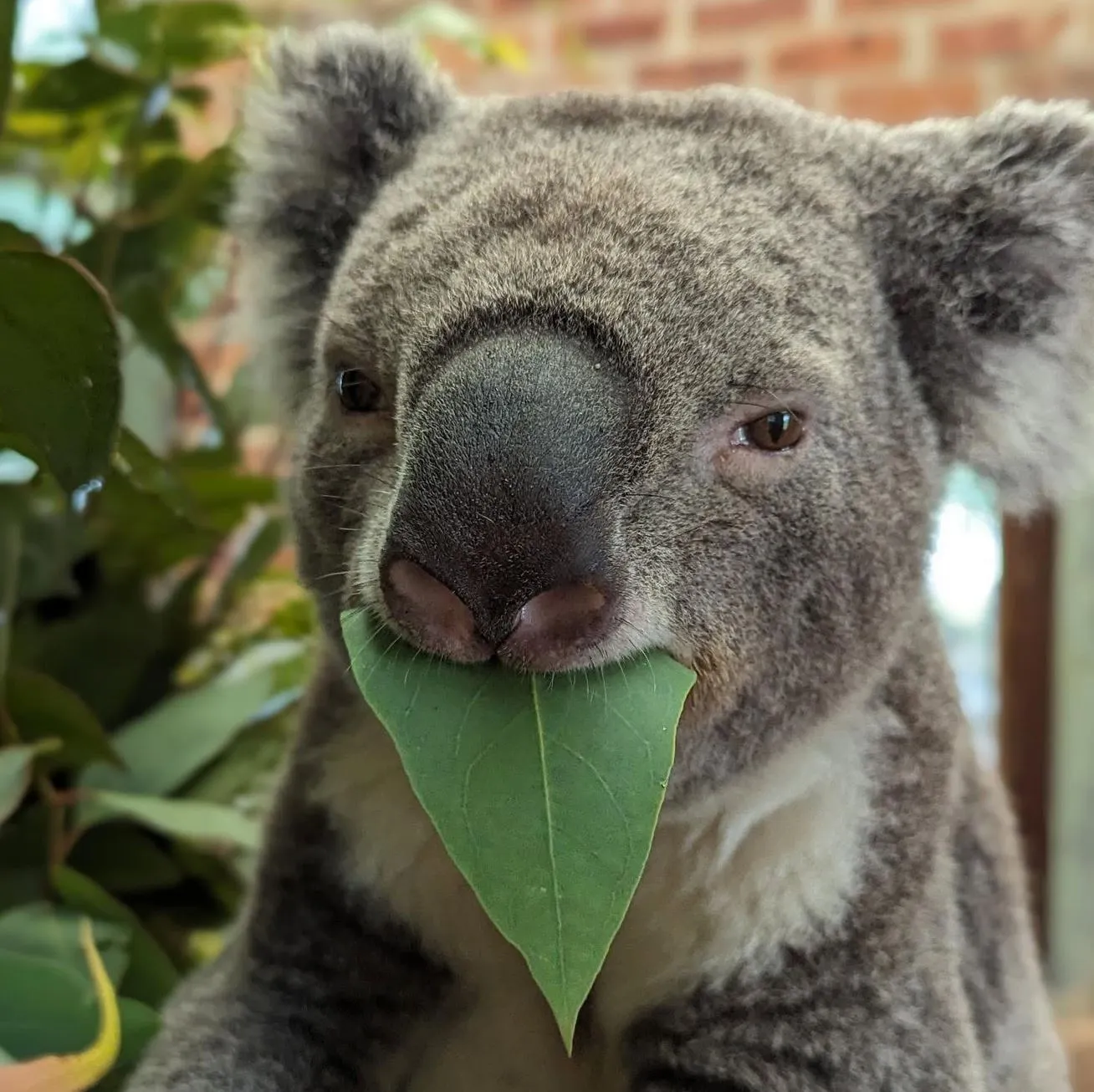 IS2 Medical | Explore the Blue Mountains: Luxury Tours, Scenic Views, and Unforgettable Adventures Calmsley Hill