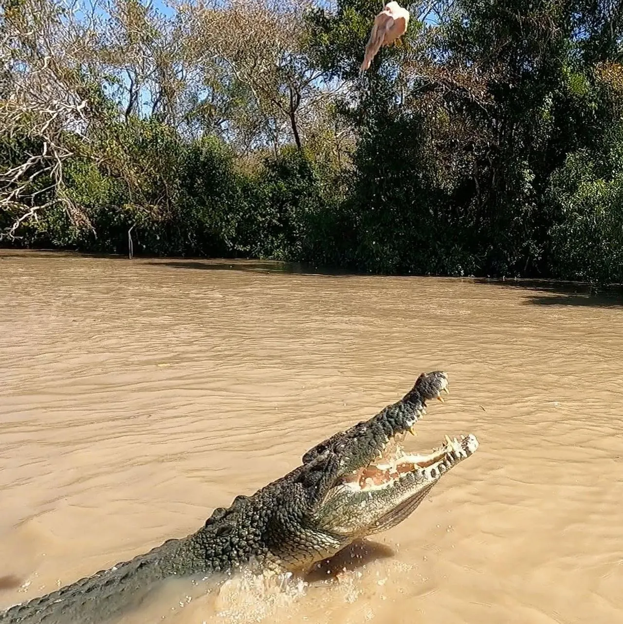 Our Respect for Country and Crocodile Country