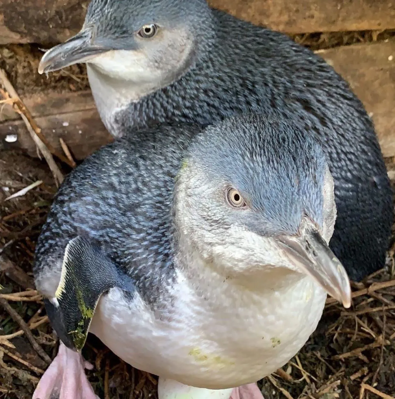 IS2 Medical | Melbourne Tours: Scenic Drives, Wildlife Encounters, and Wine Tastings Penguin Parade, Phillip Island Nature Parks
