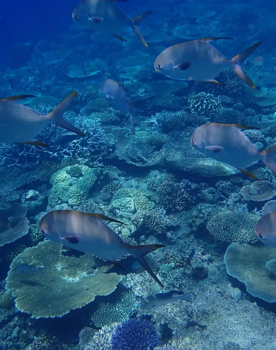 IS2 Medical | Slow Luxury: The Best Private Charters and Remote Reef Cays on the Great Barrier Reef Serious Diving Demands Proper Respect