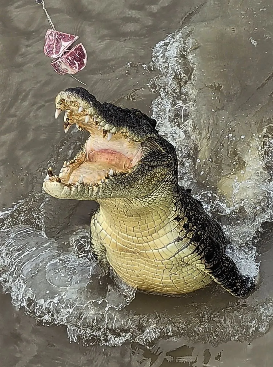 The Lowdown on Crocodile Body Temperature