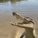Which Time, 9 am or 11 am, Gives Better Jumping Crocodile Sightings