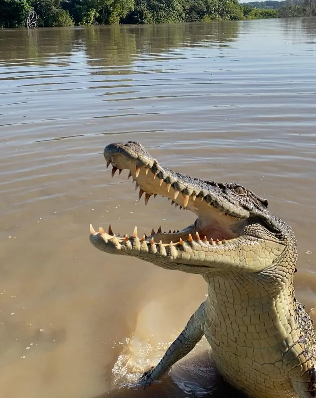 Which Time, 9 am or 11 am, Gives Better Jumping Crocodile Sightings