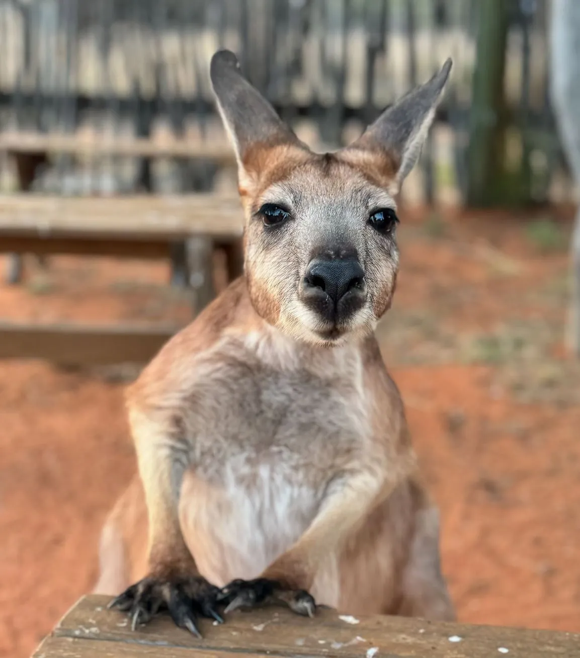 Wildlife Hazards, Kangaroos, Kakadu National Park