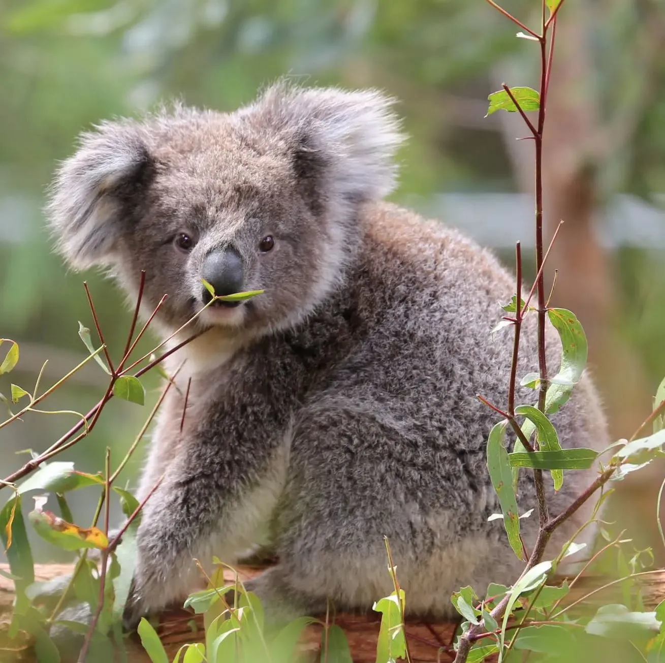 IS2 Medical | Melbourne Tours: Scenic Drives, Wildlife Encounters, and Wine Tastings Yarra Valley, Healesville Sanctuary
